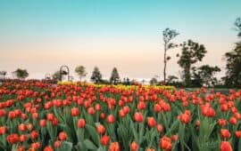 1 triệu bông Tulip rực rỡ Bà Nà Lễ hội hoa xuân Kỷ Hợi