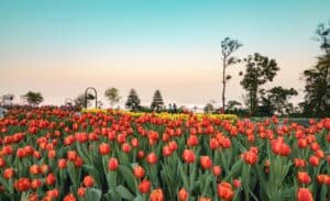 1 triệu bông Tulip rực rỡ Bà Nà Lễ hội hoa xuân Kỷ Hợi