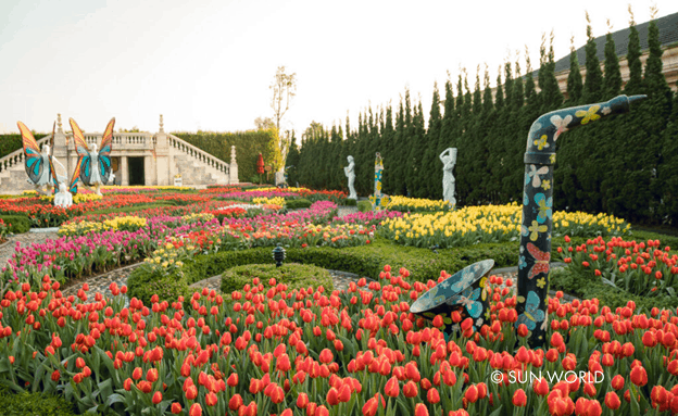 Thảm hoa tulip đa sắc nở rộ