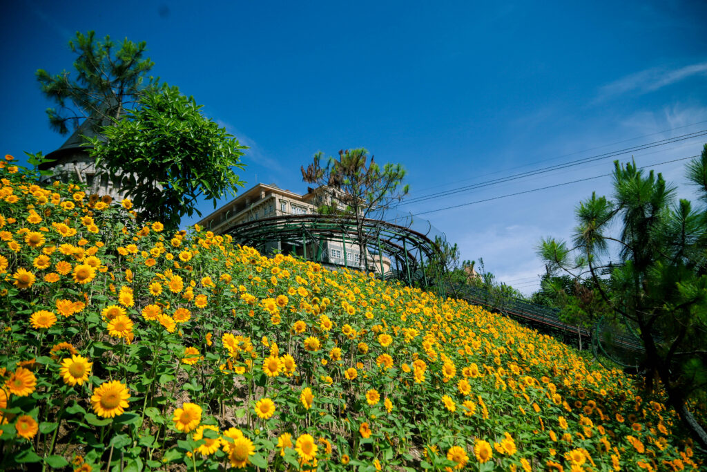 Lễ Hội Hoa Bà Nà